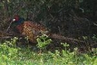 Pheasant by Mick Dryden