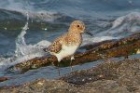 Sanderling by Romano da Costa