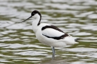 Avocet by Romano da Costa