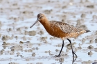 Bar-tailed Godwit by Alan Gicquel