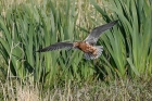 Bar tailed Godwit by Stewart Logan