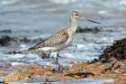 Bar-tailed Godwit by Romano da Costa Bar-tailed Godwit by Romano da Costa