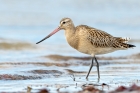 Bar tailed Godwit by Romano da Costa