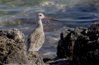 Bar tailed Godwit by Mick Dryden