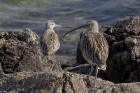 Curlew by Mick Dryden