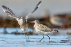Bar -tailed Godwits by Romano da Costa
