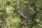 Black-crowned Night Heron by Mick Dryden Black-crowned Night Heron by Mick Dryden
