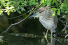 Black-crowned Night Heron by Romano da Costa Black-crowned Night Heron by Romano da Costa