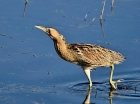 Bittern by Frank le Quesne