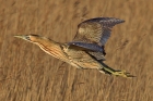 Bittern by Tim Ransom Bittern by Tim Ransom