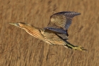 Bittern by Tim Ransom