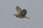 Bittern by Mick Dryden