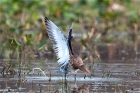 Black-tailed Godwit by Romano da Costa