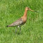 Black-tailed Godwit by Annie Queree