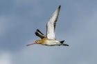 Black tailed Godwit by Stewart Logan