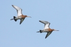 Black tailed Godwit by Mick Dryden