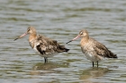 Black-tailed Godwit by Romano da Costa
