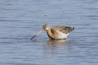 Black tailed Godwit by Mick Dryden Black tailed Godwit by Mick Dryden