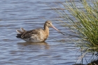 Black tailed Godwit by Mick Dryden