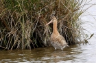 Black tailed Godwit by Mick Dryden