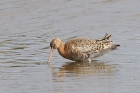 Black tailed Godwit by Mick Dryden