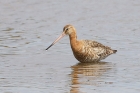 Black tailed Godwit by Mick Dryden