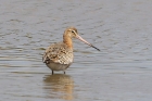 Black tailed Godwit by Mick Dryden