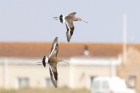 Black tailed Godwit by Mick Dryden Black tailed Godwit by Mick Dryden