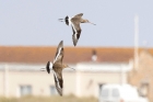 Black tailed Godwit by Mick Dryden