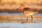 Black tailed Godwit by Romano da Costa