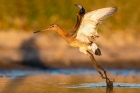 Black tailed Godwit by Romano da Costa