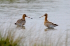 Black tailed Godwits by Dave Warncken