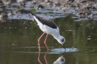 Black-winged Stilt by Mick Dryden