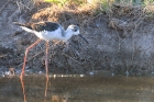 Black winged Stilt by Romano da Costa