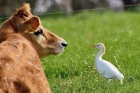 Cattle Egret by Alan Gicquel