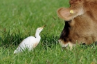 Cattle Egret by Alan Gicquel