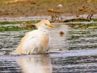 Cattle Egret by Alan Gicquel