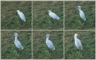 Cattle Egret by Chris Isaacs