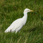 Cattle Egret by Stewart Logan