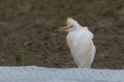 Cattle Egret by Mick Dryden