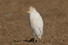 Cattle Egret by Mick Dryden