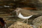 Common Sandpiper by Mick Dryden