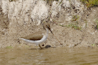 Common Sandpiper by Mick Dryden Common Sandpiper by Mick Dryden