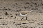 Common Sandpiper by Mick Dryden Common Sandpiper by Mick Dryden