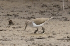 Common Sandpiper by Mick Dryden