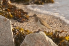 Common Sandpiper by Mick Dryden