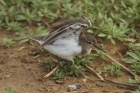 Common Sandpiper by Mick Dryden