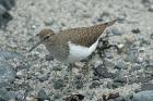 Common Sandpiper by Mick Dryden