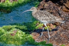 Curlew by Romano da Costa