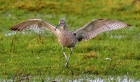 Curlew by Tony Wright Curlew by Tony Wright